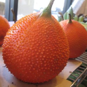 Momordica cochinchinensis - Fruits mûrs