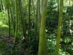 Graines de Phyllostachys pubescens, graines de Bambou moso