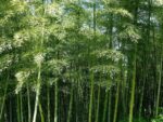 Graines de Phyllostachys pubescens, graines de Bambou moso