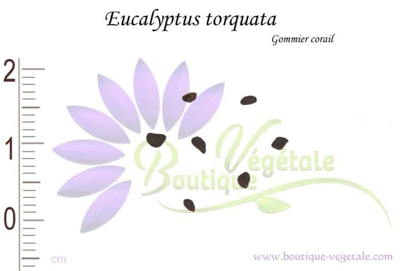 Graines d'Eucalyptus torquata, Eucalyptus torquata seeds