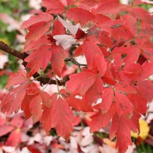 Acer griseum - Feuillage d'automne