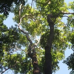 Pterocarpus officinalis - Vue du houppier