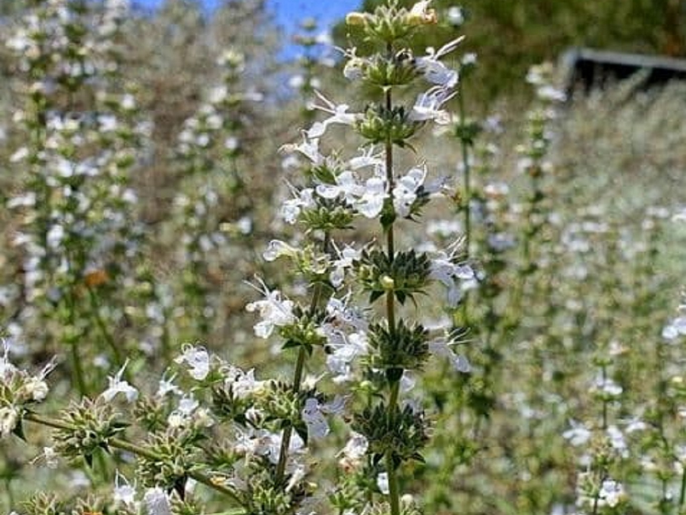 Sauge blanche sacrée - Salvia apiana