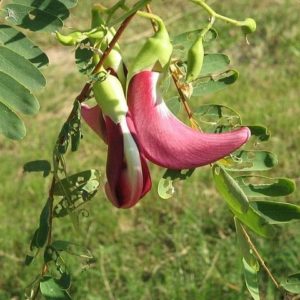 Glycine en arbre africaine - Vente Bolusanthus speciosus