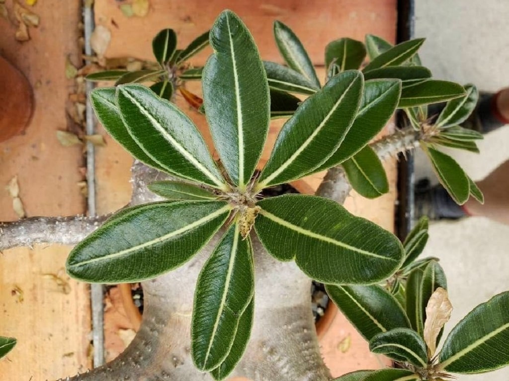 Adenium : planter et cultiver – Ooreka