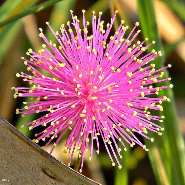 Schrankia uncinata - Détails d'une fleur