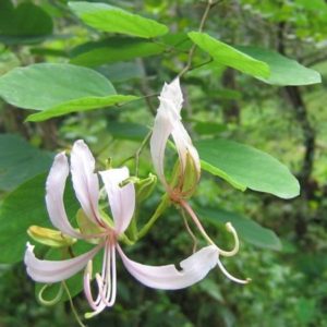 Bauhinia corymbosa - Détails d'une fleur