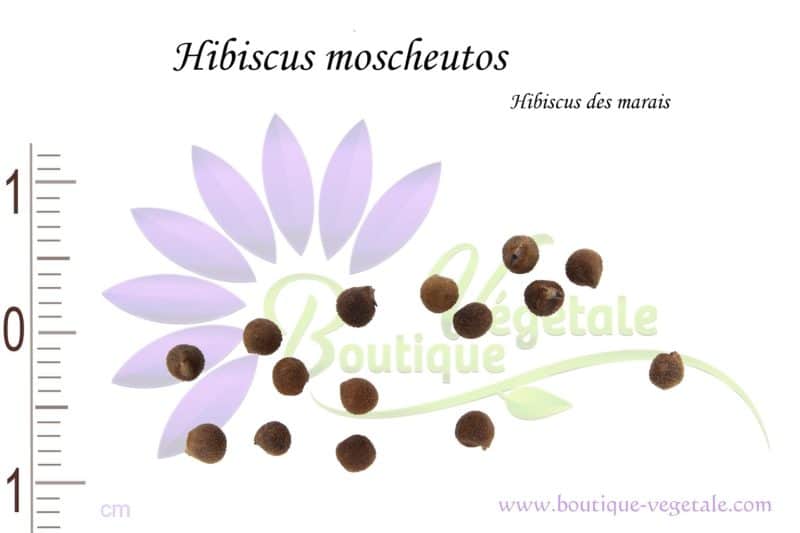 Graines d'Hibiscus moscheutos - Hibiscus moscheutos seeds
