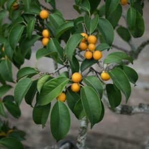 Ficus benjamina - Feuillage et infrutescence