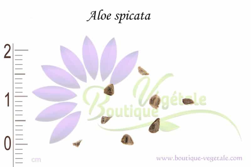 Graines d'Aloe spicata, Aloe spicata seeds