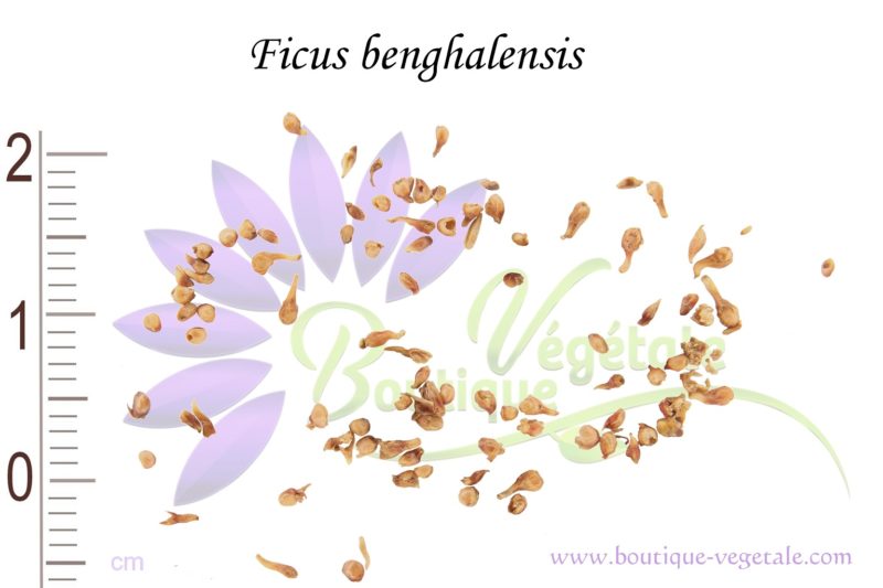 Graines de Ficus benghalensis, Ficus benghalensis seeds