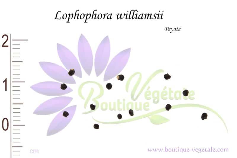 Graines de Lophophora williamsii, Lophophora williamsii seeds