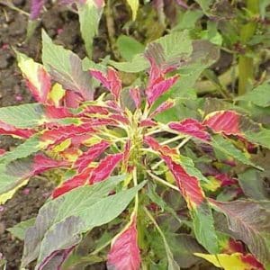Amaranthus tricolor - Feuilles tricolores d'épinard chinois