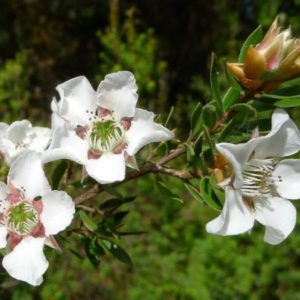 Leptospermum nitidum - Détails des fleurs de l'arbre à thé brillant