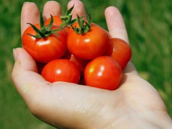 Graines de Tomate cerise 'Supersweet 100', graines de Solanum lycopersicum