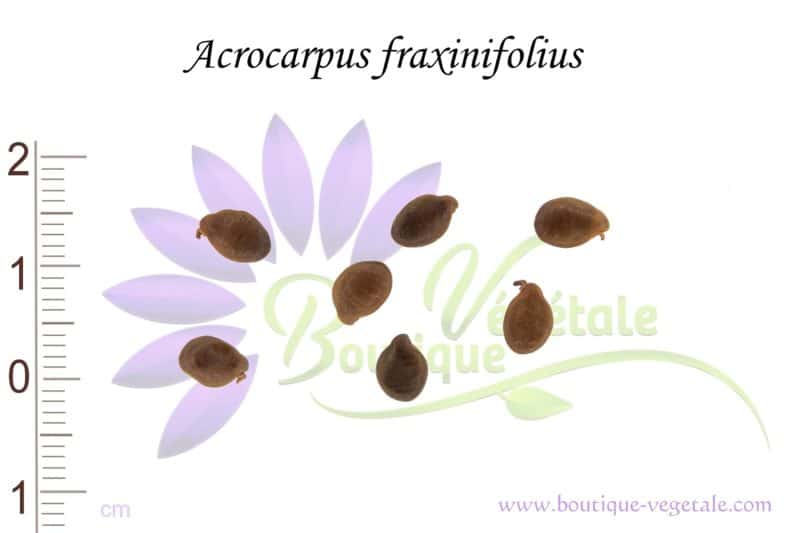 Graines d'Acrocarpus fraxinifolius