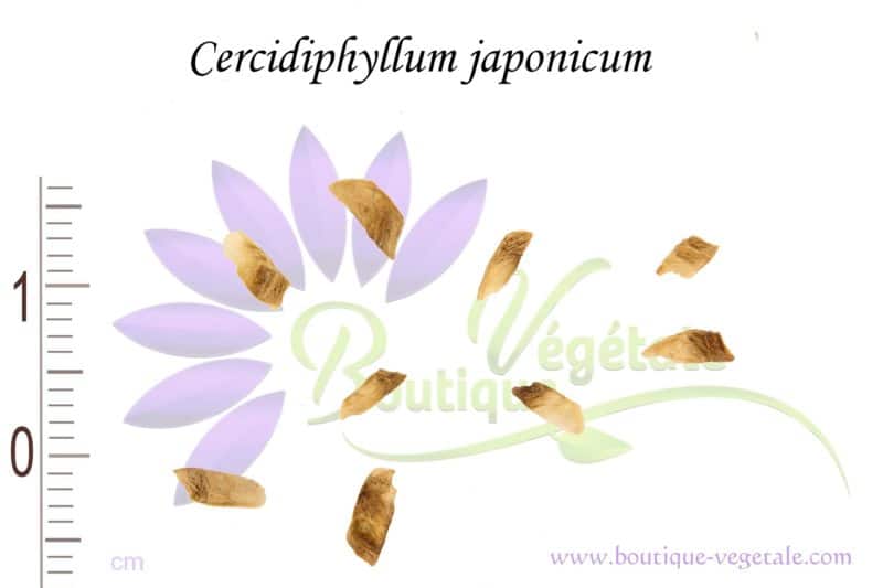 Graines de Cercidiphyllum japonicum