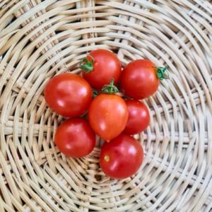 Tomate 'Riesentraube' - Récolte de fruits