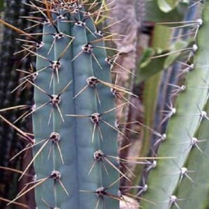 Graines de Cereus forbesii, Graines de Cactus cierge