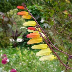 Ipomoea lobata - Détail des fleurs