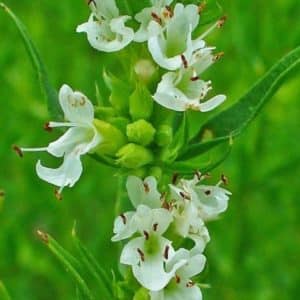 Hyssopus officinalis - Détails des fleurs