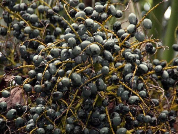 Graines de Livistona chinensis, graines de Palmier fontaine