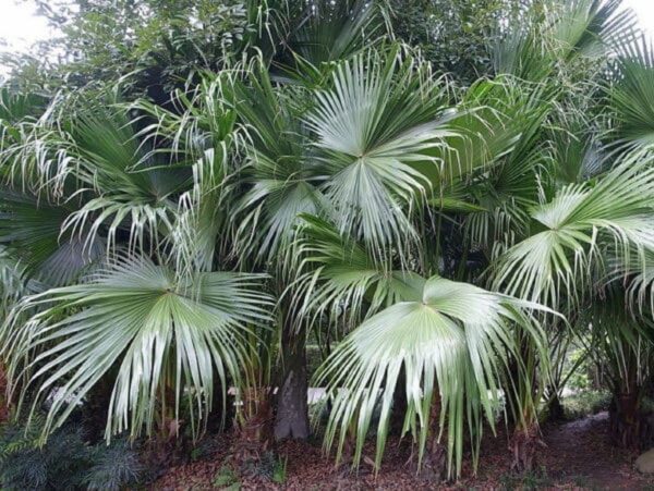 Graines de Livistona chinensis, graines de Palmier fontaine