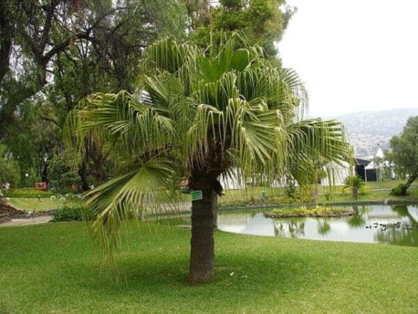 Graines de Livistona chinensis, graines de Palmier fontaine