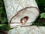 Graines de Musanga cecropioides, graines de Parasolier