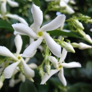 Trachelospermum jasminoides - Détails des fleurs