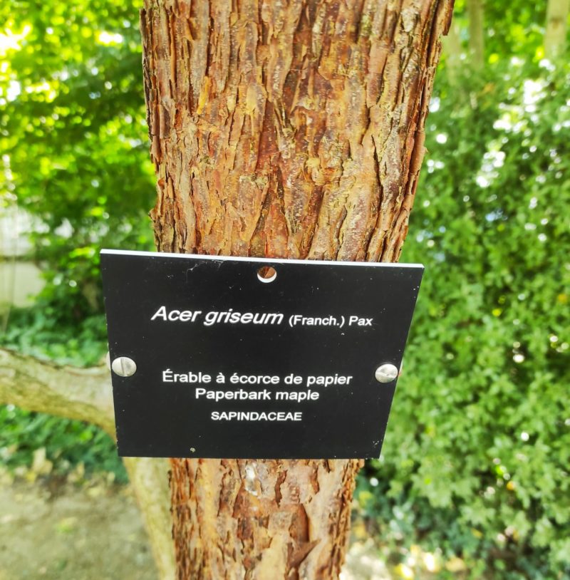 Pas japonais tronc d'arbre ecorce - Lot de 9, vente au meilleur