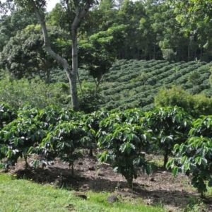 Coffea arabica Costa Rica 95 - Vue générale