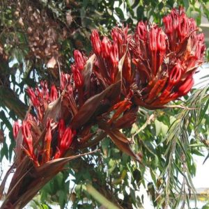 Doryanthes excelsa - Hampe florale