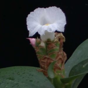Hellenia lacera - Fleur