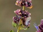 Graines de Salvia pachyphylla, graines de Sauge du désert