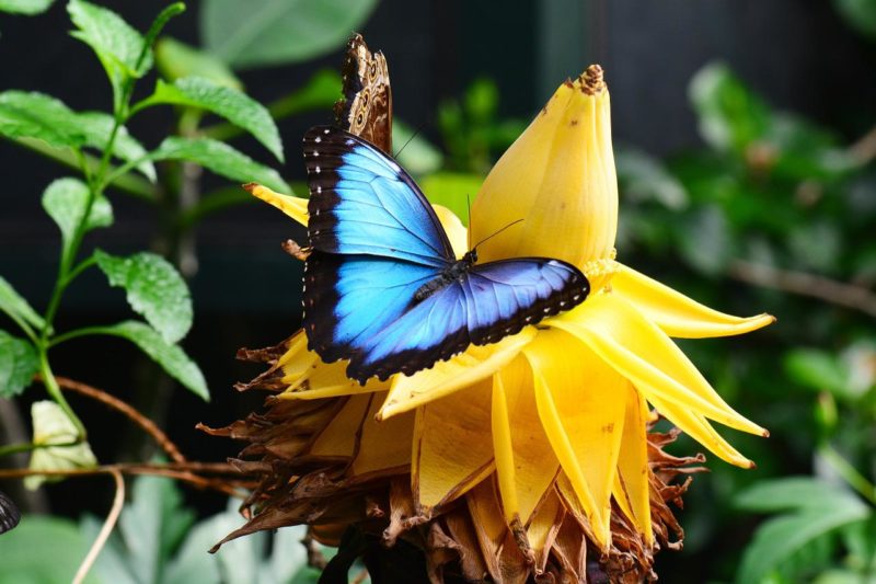 Papillon Morpho menelaus sur fleur de bananier