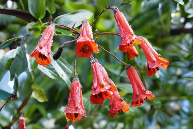 Floraison Bomarea costaricensis, fleurs de Bomarea costaricensis