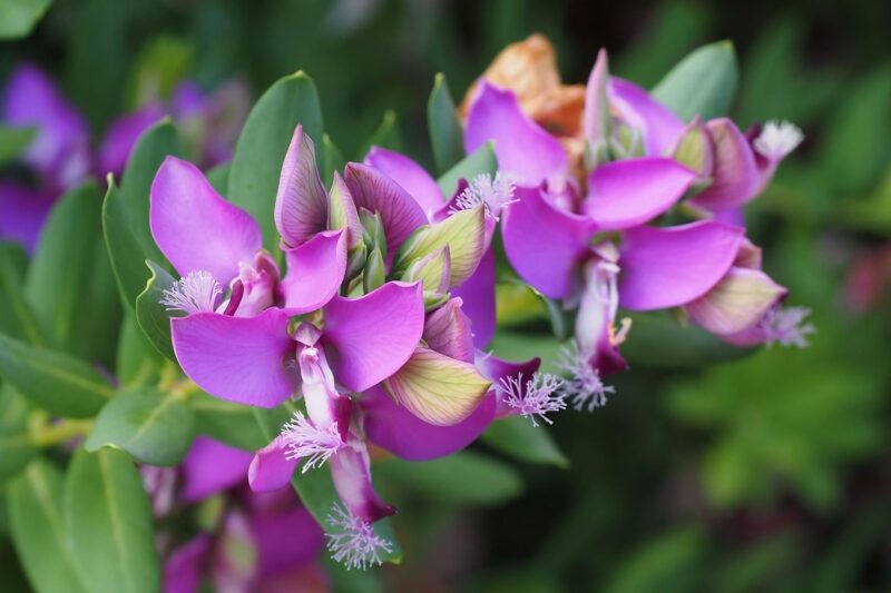 Polygala myrtifolia – Floraison du Polygala