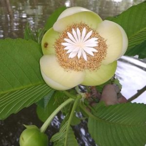 Dillenia indica - Détails d'une fleur