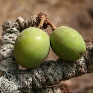 Fruits de Vitellaria paradoxa, fruits de l'arbre à beurre, noix de karité, graines de karité