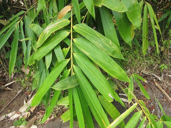 Dendrocalamus Giganteus: Un Bambou Géant Non Traçant ! - Bambou en