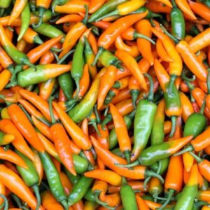 Piment 'Bulgarian Carrot' - Vue générale