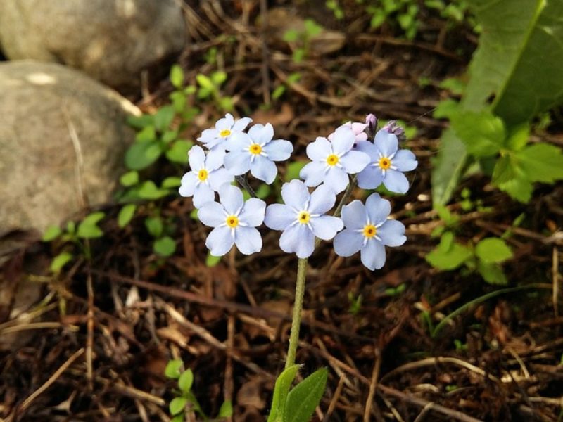 Graines De Myosotis Sylvatica Compacta Victoria Series Myosotis Des