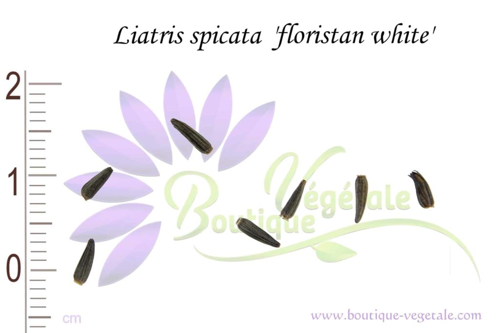 Graines de liatris spicata 'Floristan White'