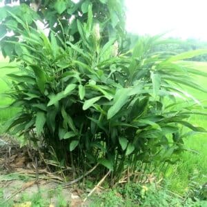 Plants d'Plants Oxalis triangularis ‘Atropurpurea’ - Trèfle pourpre -  Boutique Végétale
