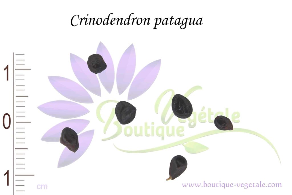 Graines de Crinodendron patagua