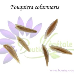 Graines de Fouquiera columnaris