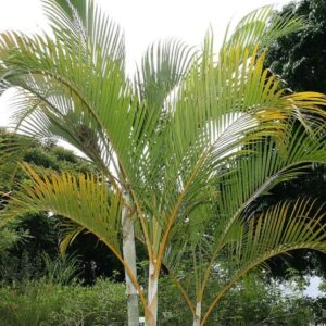 Dypsis lutescens - Palmes recourbées