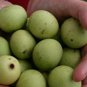 Sclerocarya birrea - Fruits verts