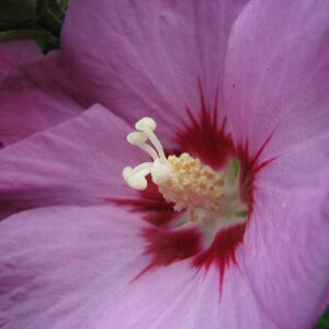 Gaines d'Hibiscus syriacus, graines d'Althéa